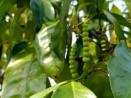 Image result for Gnetaceae