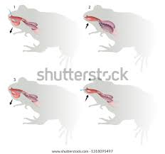 Respiratory System Frog Stock Illustration 1318095497