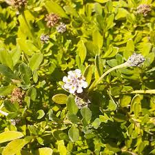 Image result for Lippia woodii