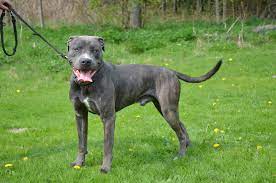 See more ideas about presa canario, cane corso, dog breeds. Presa Canario Kanarische Dogge Wesen Haltung Pflege Zooplus
