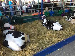 Daily Grit By Wes Thorp Question How Much Milk Does The Average Cow Produce In One Day