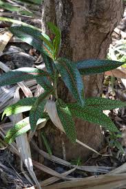 Image result for Coptosperma