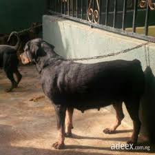 Rottweiler puppies open for booking. Lowest Price Adult Female Rottweiler For Sale Sale Used In Lagos Mainland Animals Pets 5039