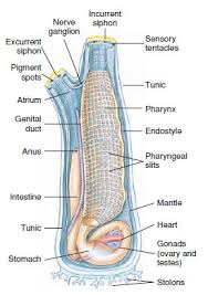 Image result for Urochloa platynota