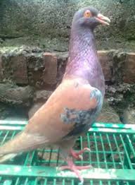 Mungkin kebetulan pada jaman tertentu jumlah merpati dgn warna tertentu populasinya cukup banyak sehingga yang sering muncul menjadi juara adalah merpati dgn warna tertentu. Pin Di Merpati Mania