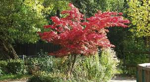 Check out our dwarf maple tree selection for the very best in unique or custom, handmade pieces from our craft supplies & tools shops. 20 Japanese Maple Trees Types Leaves Pictures Identification