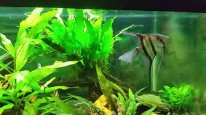Angelfish With Tiger Barbs Is Not A Good Idea