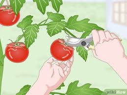Size and color alone are not reliable indicators of ripeness. How To Pick Tomatoes 14 Steps With Pictures Wikihow