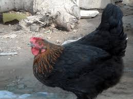 6 Important Lessons I Learned About Raising Noiler Chickens Bnethub
