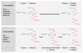 Proteases can be classified by their mechanism of action and substrate specificity. Protease Wikipedia