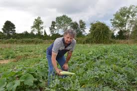 Des Fruits Et Des Legumes Bio Avec La Cueillette De La Frestellee A Canapville Le Reveil Normand