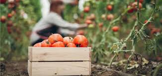 La Cueillette La Solution Pour Des Fruits Et Legumes Ultra Frais Et Moins Chers Cuisine Madame Figaro