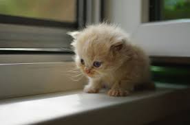 27 Tiny Cats That Will Fit Perfectly In Your Tiny House Tiny Cats Small Cat Breeds Cat Breeds