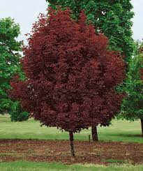 We did not find results for: Crimson Sentry Norway Maple Bower Branch