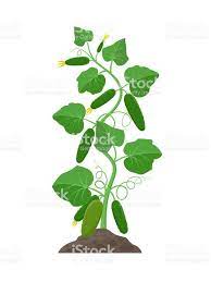 Cucumber Plant With Ripe Cucumbers Growing In The Ground Vector Growing Cucumbers Cucumber Plant Plants