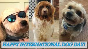 International dog day is a day for people to recognize the importance of dogs and how they impact their lives on a daily basis. Photo Gallery It S International Dog Day Wowk 13 News