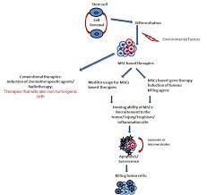 Hmscs In Cancer Treatment Stem Cells And Thus Hmscs Can Self Renew Or Download Scientific Diagram