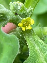 Image result for Tetragonia spicata