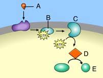 Chapter 11/12 Cell Communication Mastering AP Biology Flashcards