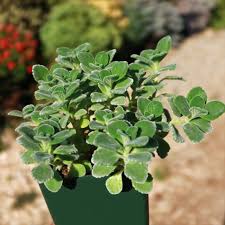 Image result for Coleus neochilus