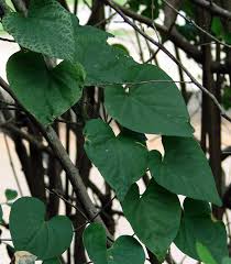 Image result for Landolphia eminiana