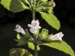 Image result for Melissa officinalis