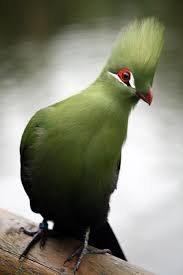 Gallirex ϯ ruwenzori turaco g. Turaco Wikipedia