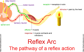 Reflex Actions Reflexes And Reactions Human Brain Facts Human Brain Facts Human Body Facts Brain Facts