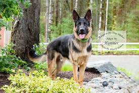 The postal service is an essential government service, and will remain open wherever possible. Adopt A Pet Dog Of The Week Hammer Thurstontalk