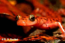 Image result for Alafia caudata