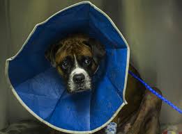 Maybe you would like to learn more about one of these? Why Is My Dog Crying After Surgery Dr Phil Zeltzman S Blog
