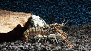 Procambarus Enoplosternum Krebse Susswasser