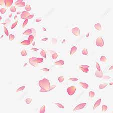 Cherry Blossom Flower Vector Png Png Free Download Cherry Blossom Flower Vector Png Cherry Png Transparent Clipart Image And Psd File For Free Download Cherry Blossom Vector Cherry Blossom Petals Draw