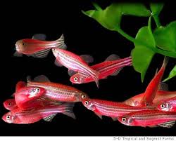 Fluorescent Zebrafish Fish Pretty Fish Fish Pet