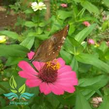 Terdapat pelbagai teknik mudah yang boleh anda lakukan untuk pembiakan tanaman hiasan taman.antara tanaman paling mudah untuk pembiakan ialah bougainvillea atau pokok bunga kertas. Tanaman Hias Bunga Zinnia Bunga Kertas Taneman Kembang Cantik Terbaru Agustus 2021 Harga Murah Kualitas Terjamin Blibli