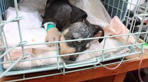 The Dangers Of Ivermectin Toxicity In Dogs Petful