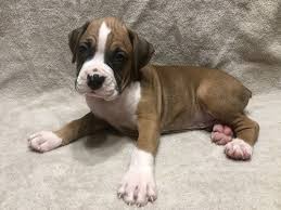 I'm a 9 week old female boxer mix. Boxer Puppies Pets Concord Ca Recycler Com