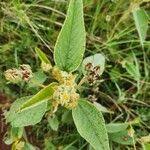 Image result for Melhania velutina