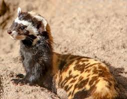 Marbled Polecat Vormela Peregusna Zoologischer Garten Magdeburg Germany Photo By Lucie0815 Animals Critter Carnivores
