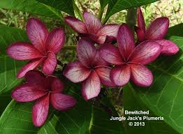 Bewitched One Of Our More Intriguing Plumeria Doesn T Bloom That Often But Gorgeous When It Does Plumeria Flowers Plumeria Rare Flowers