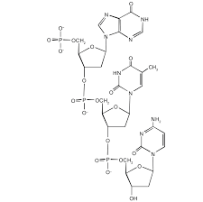 The animated structure of a dna molecule. Nucleic Acid Structure
