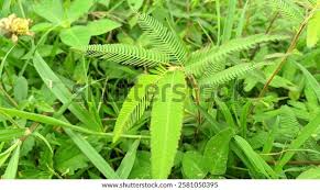 Image result for Nesaea aspera