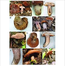 Image result for Sutorius eximius