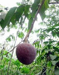 Image result for Annona reticulata