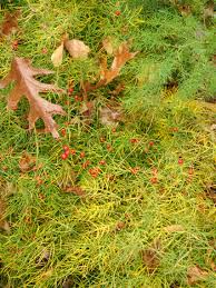 Image result for Asparagus schroederi