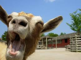 Goats Are Funny Haha Funny Goat Pictures Goats Funny Goats