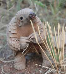 Seltene Und Zu Niedliche Tierbabys Ich Bin Ein Kleines Schuppentier Tierbabys Niedliche Tierbabys Susse Baby Tiere