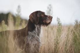 Pure breeding has been carried out since 1879. German Wire Haired Pointer Zooplus Magazine