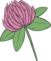 Identify red clover via its pictures, habitat, height, flowers and leaves. Clover Flower Clipart Free Download Transparent Png Creazilla