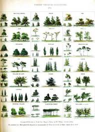 32 Best About Trees Images In 2019 Tree Id Trees To Plant